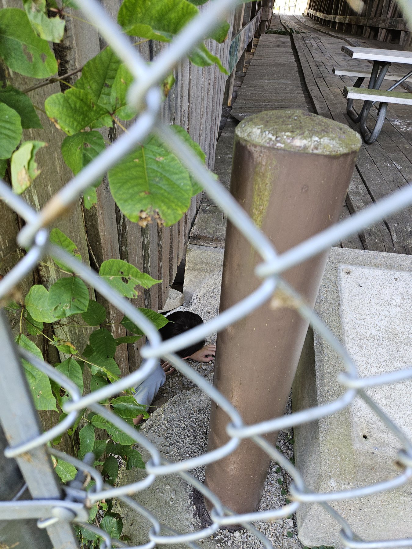 A glimpse through the fence where George slipped inside the bridge