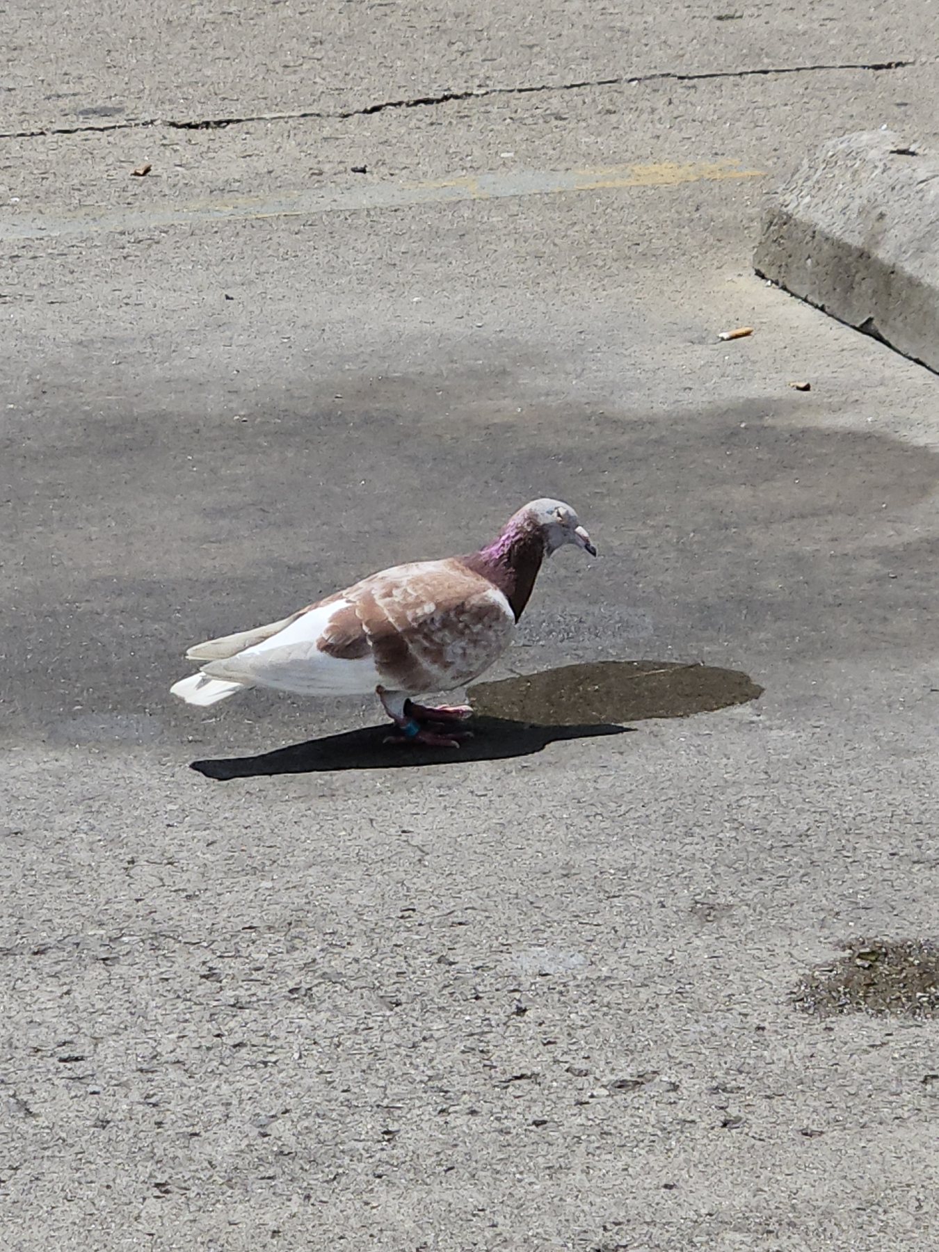 A pale banded pigeon walking across a parking lot