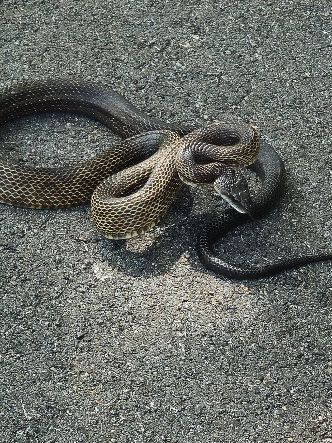 A large dark snake coiled on the road